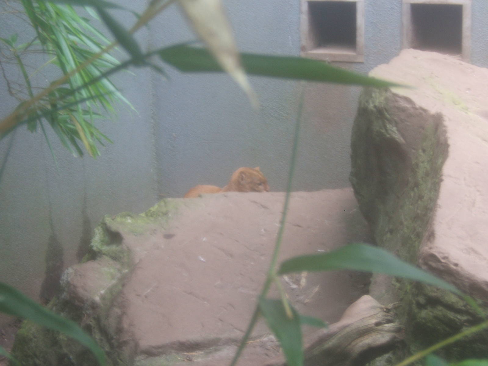 Jaguarundi