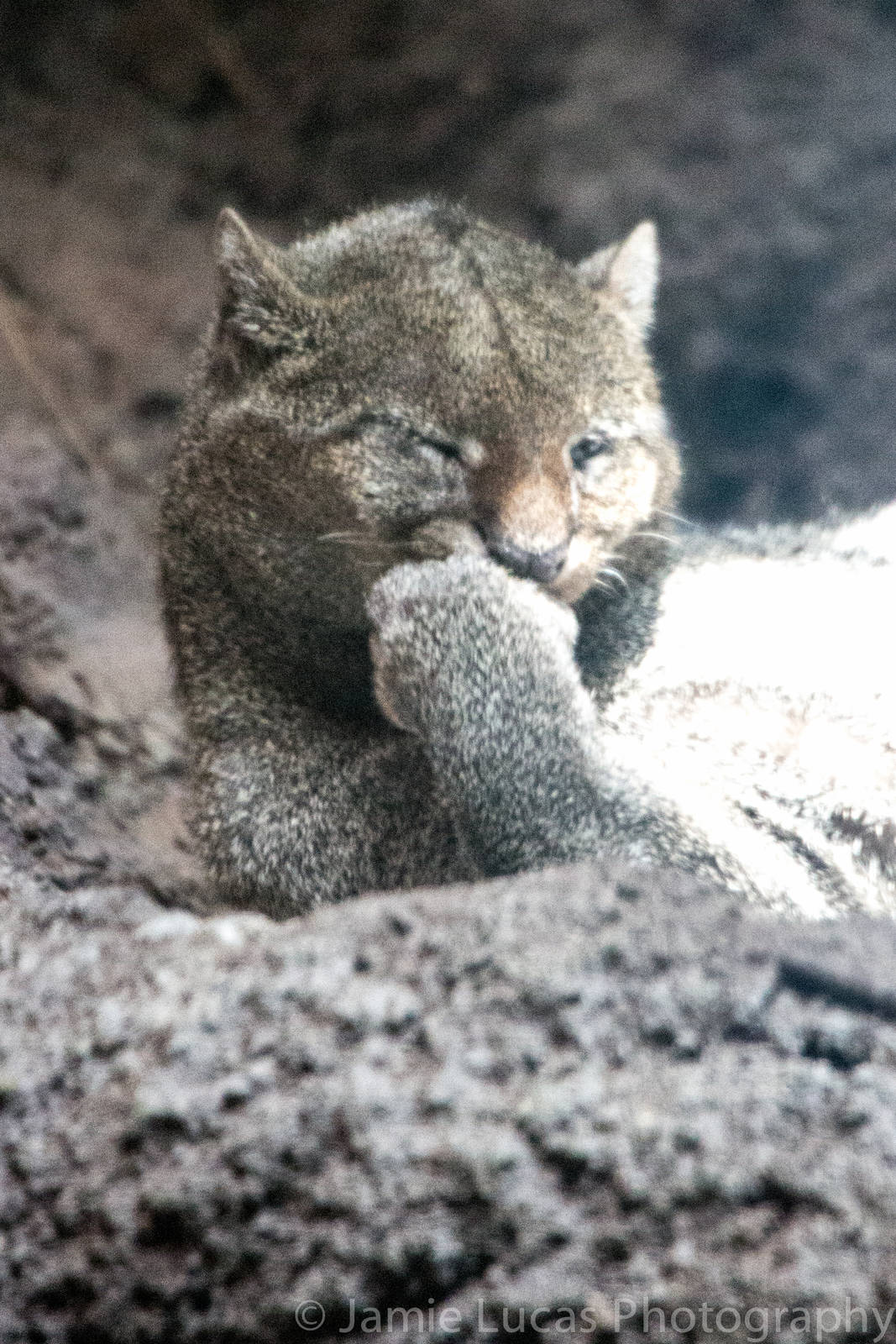 Jaguarundi