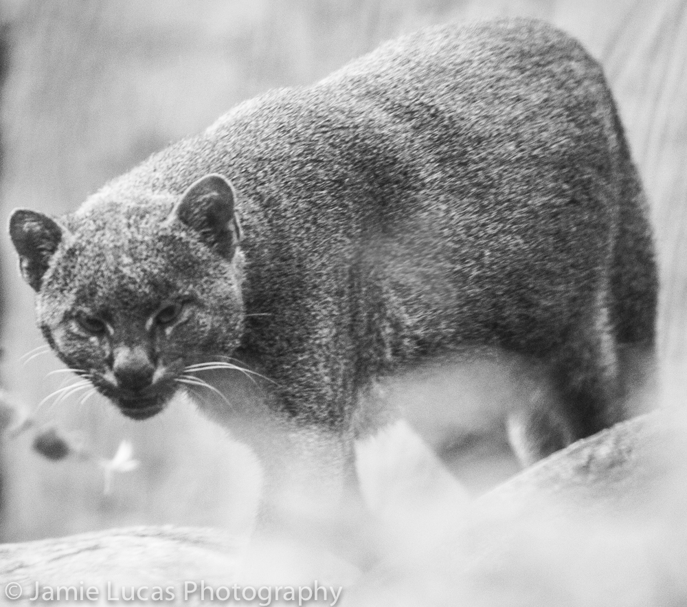 Jaguarundi