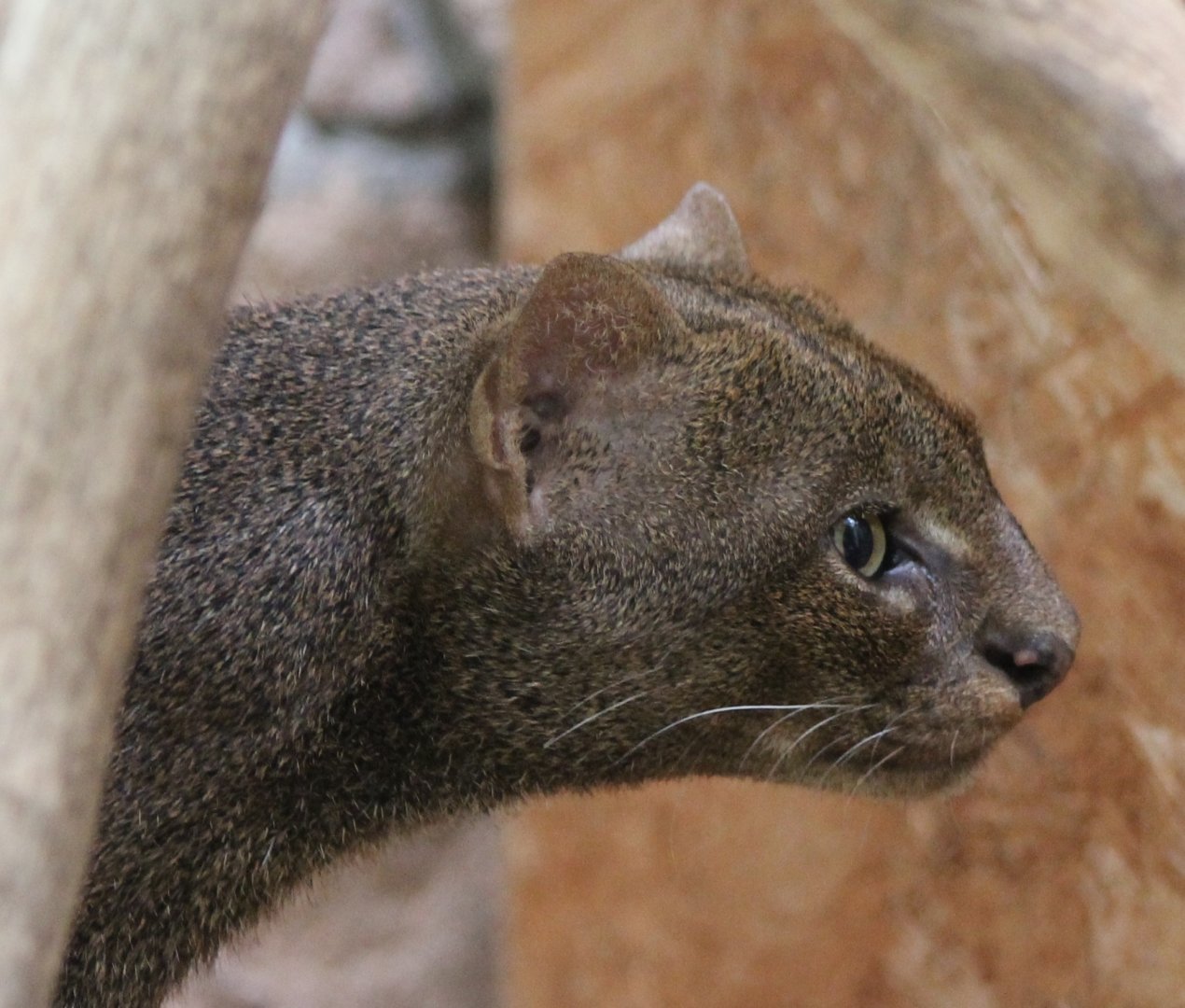 Jaguarundi
