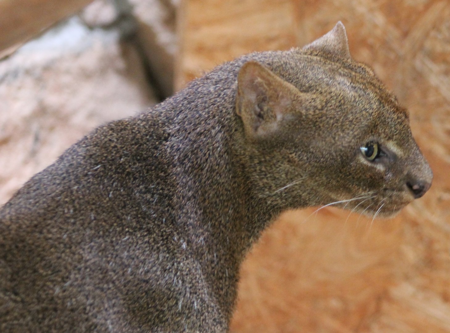 Jaguarundi