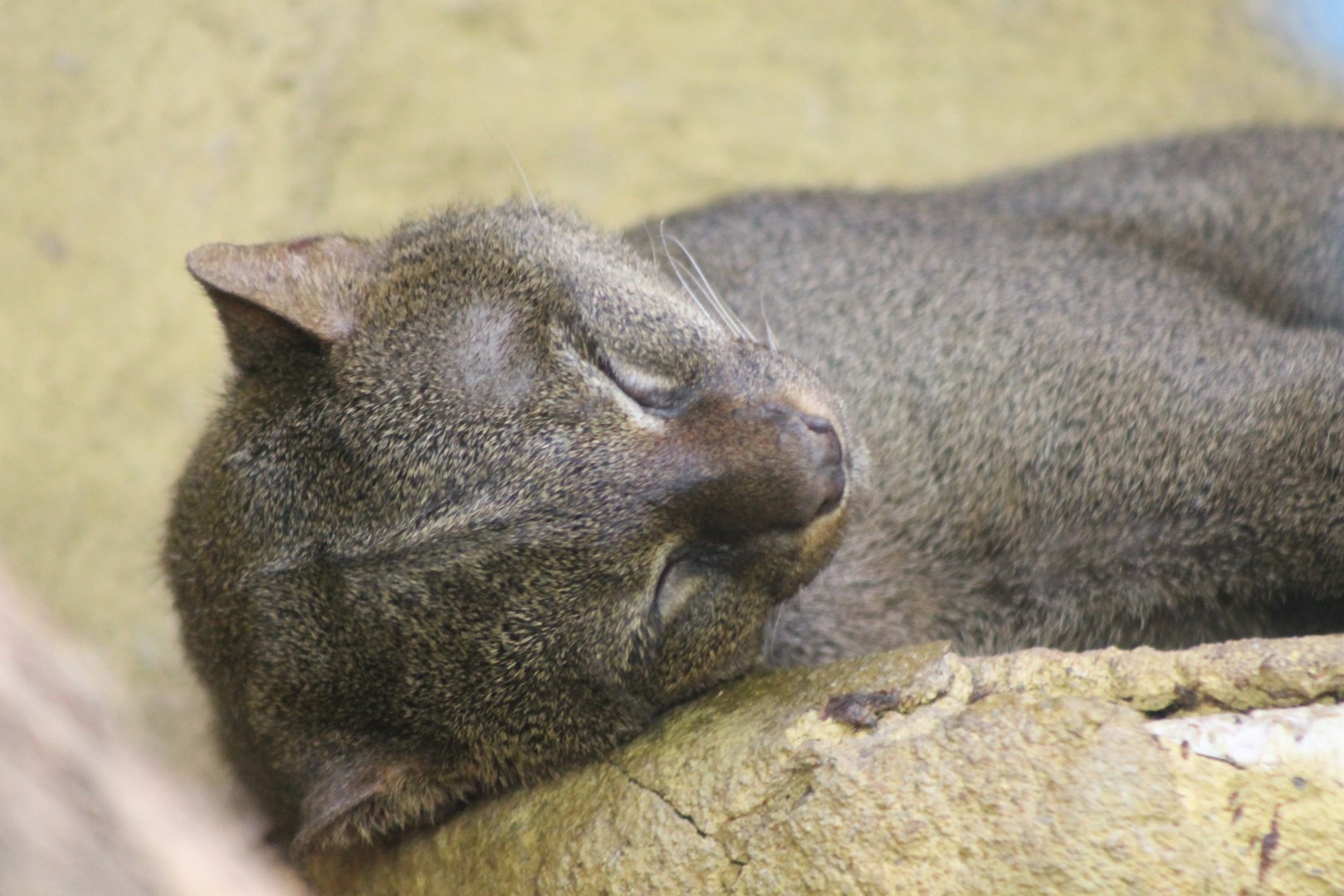 Jaguarundi