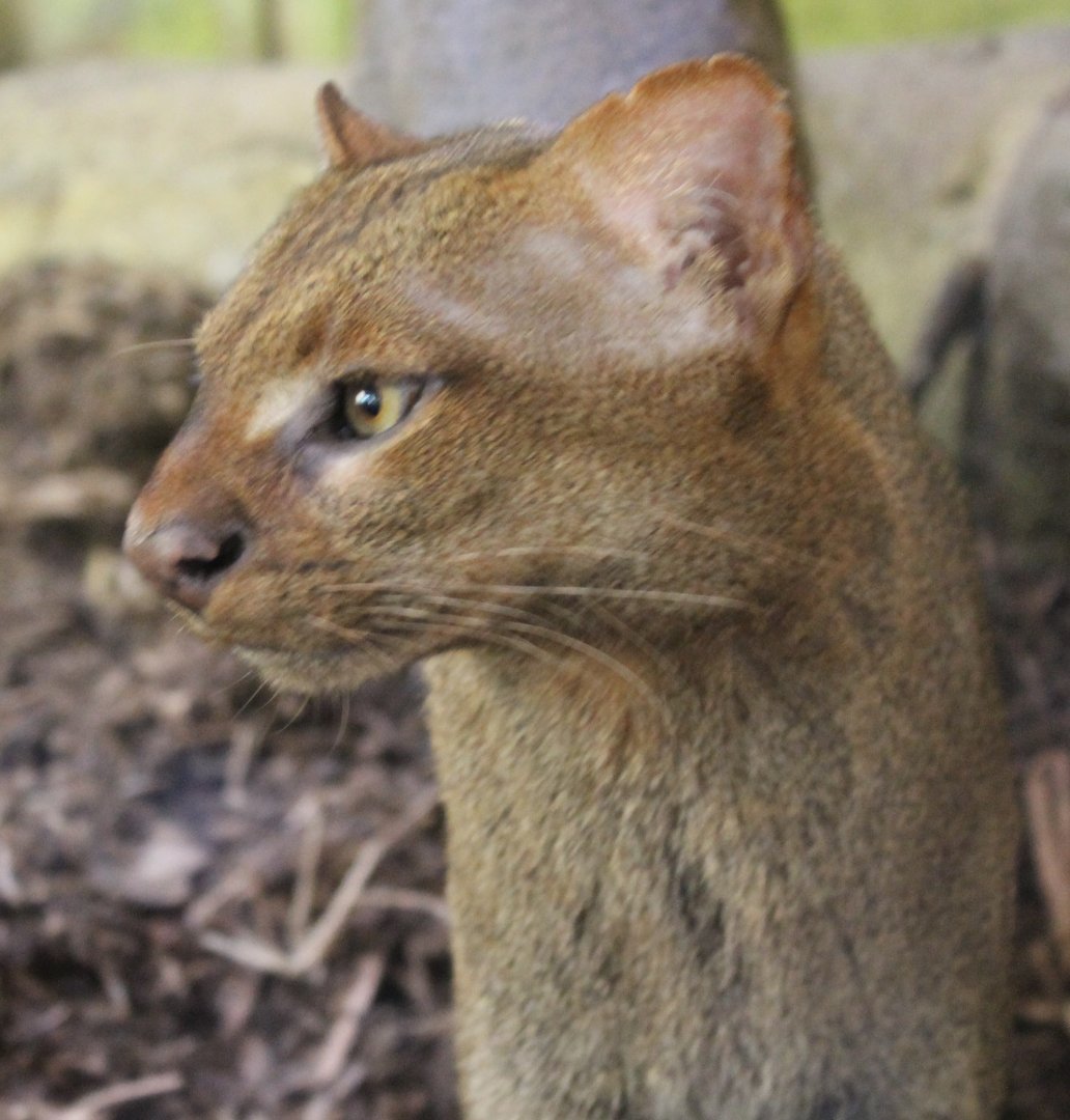 Jaguarundi