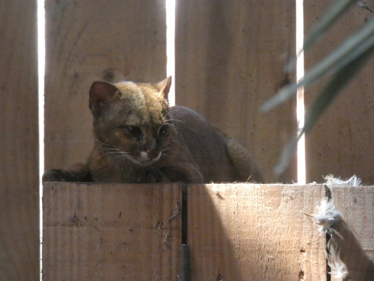 Jaguarundi