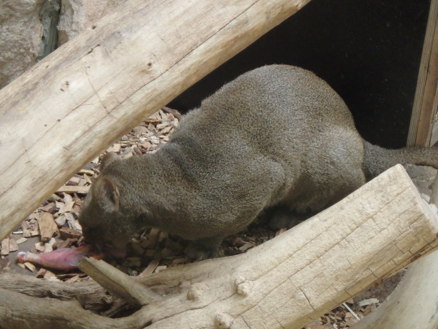Jaguarundi