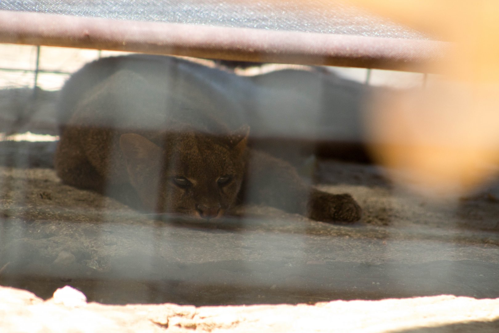 Jaguarundi