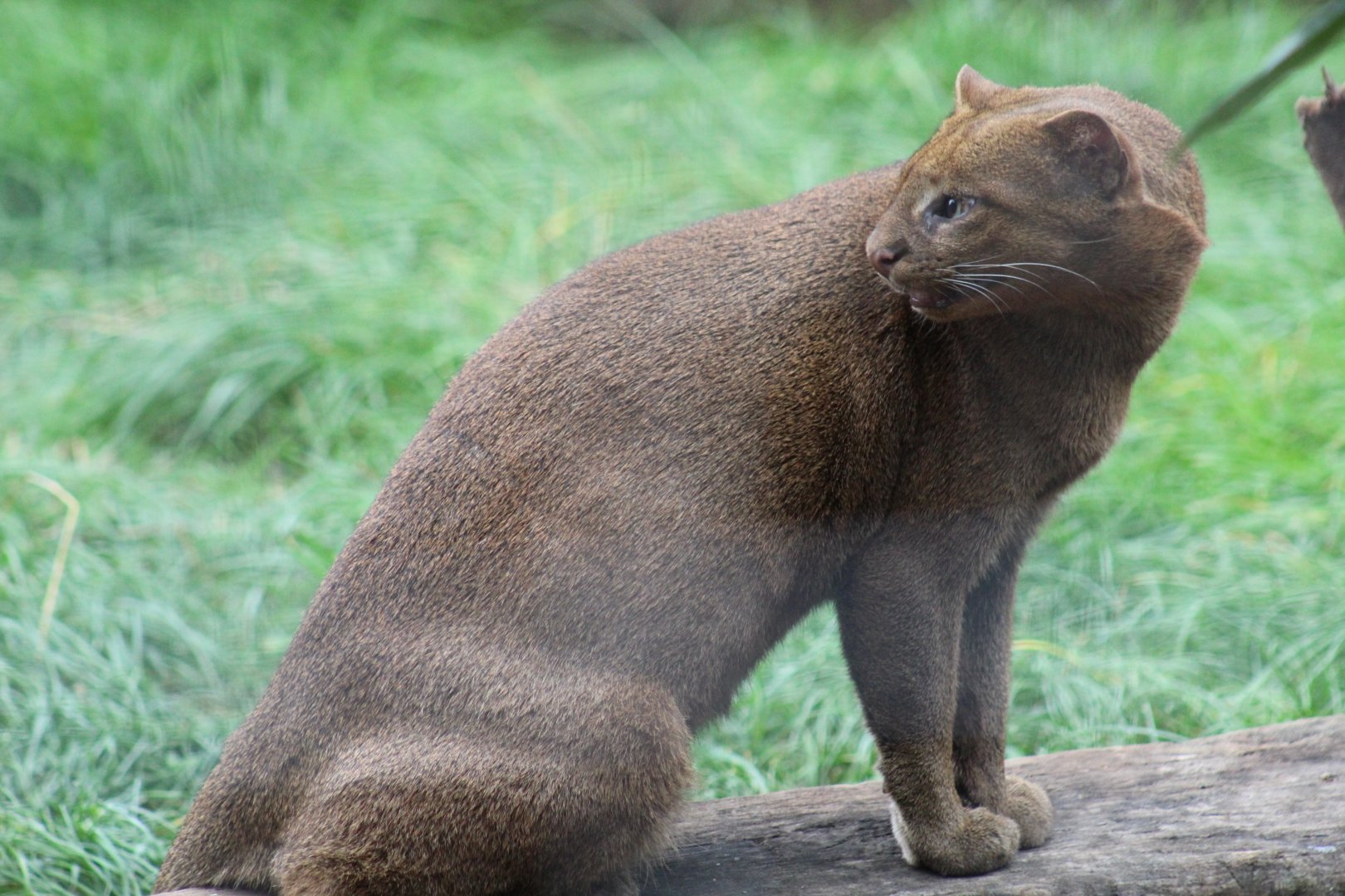 Jaguarundi