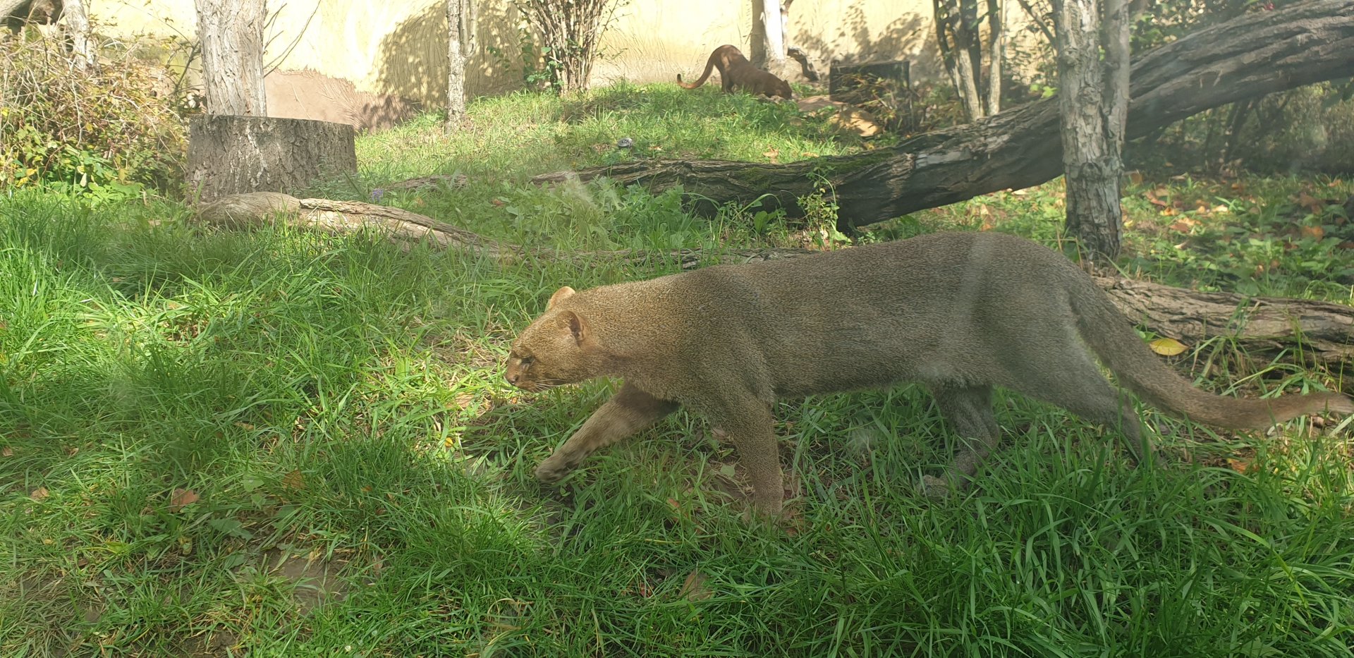 Jaguarundi