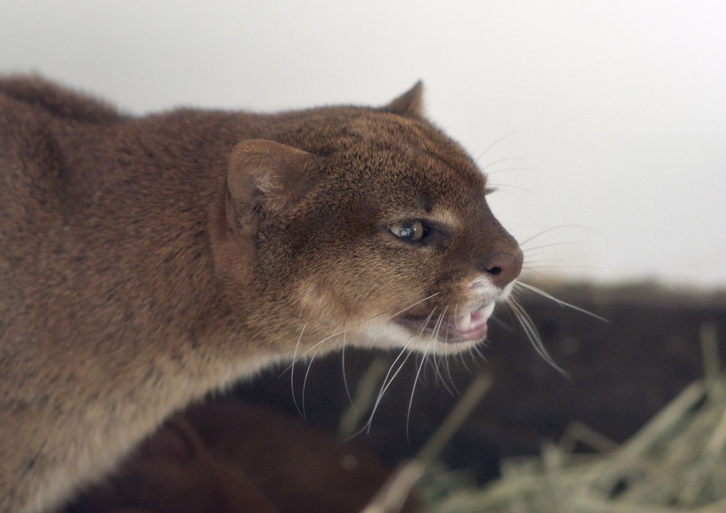 Jaguarundi