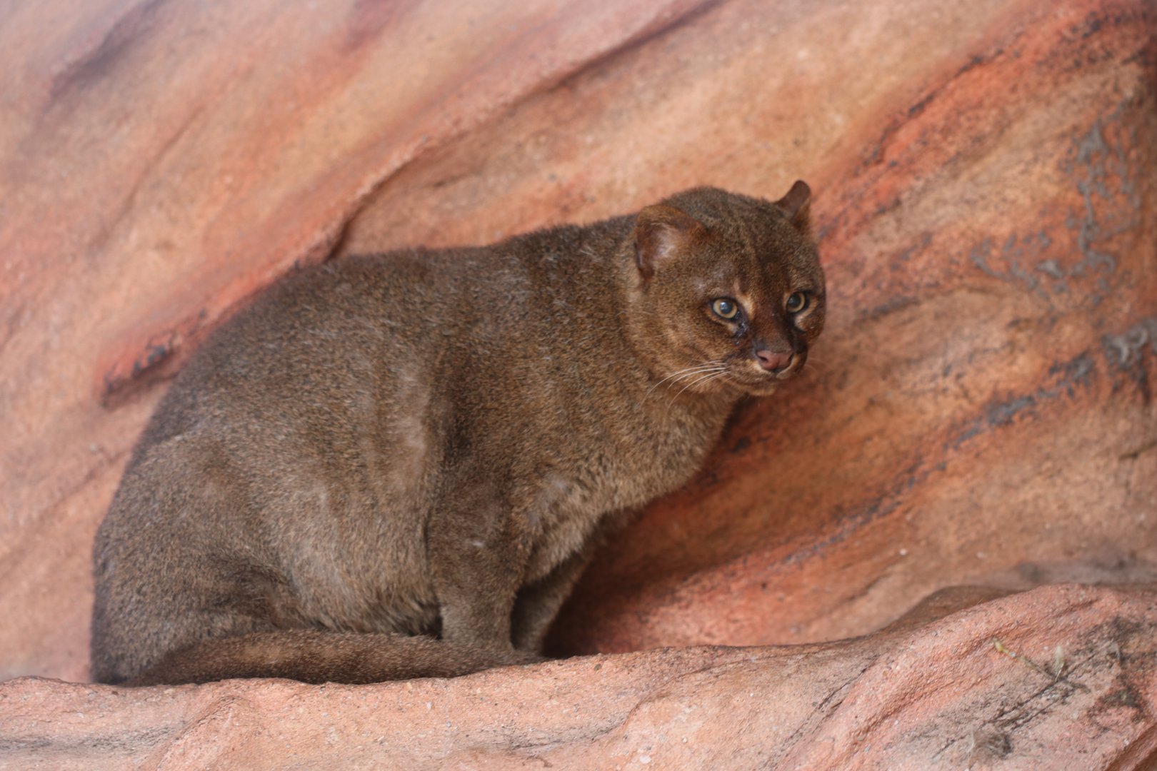 Jaguarundi