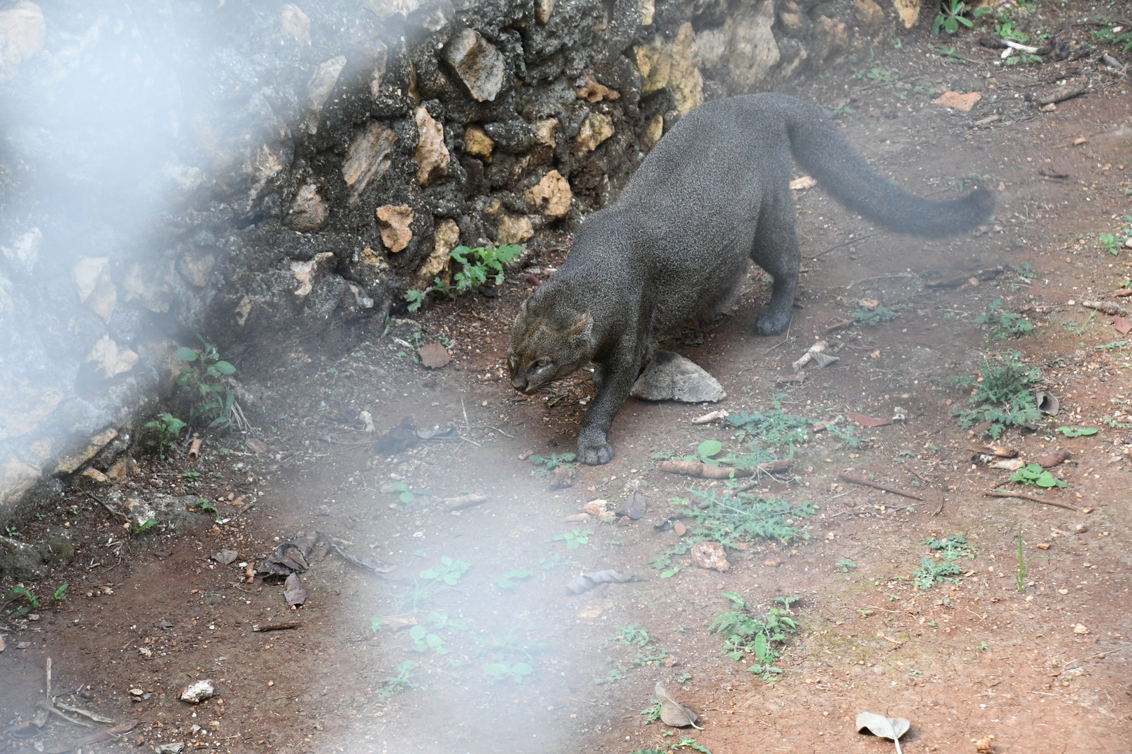 Jaguarundi