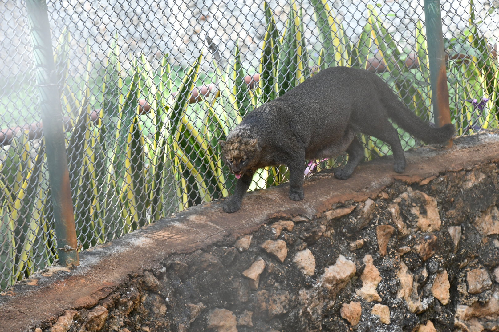 Jaguarundi