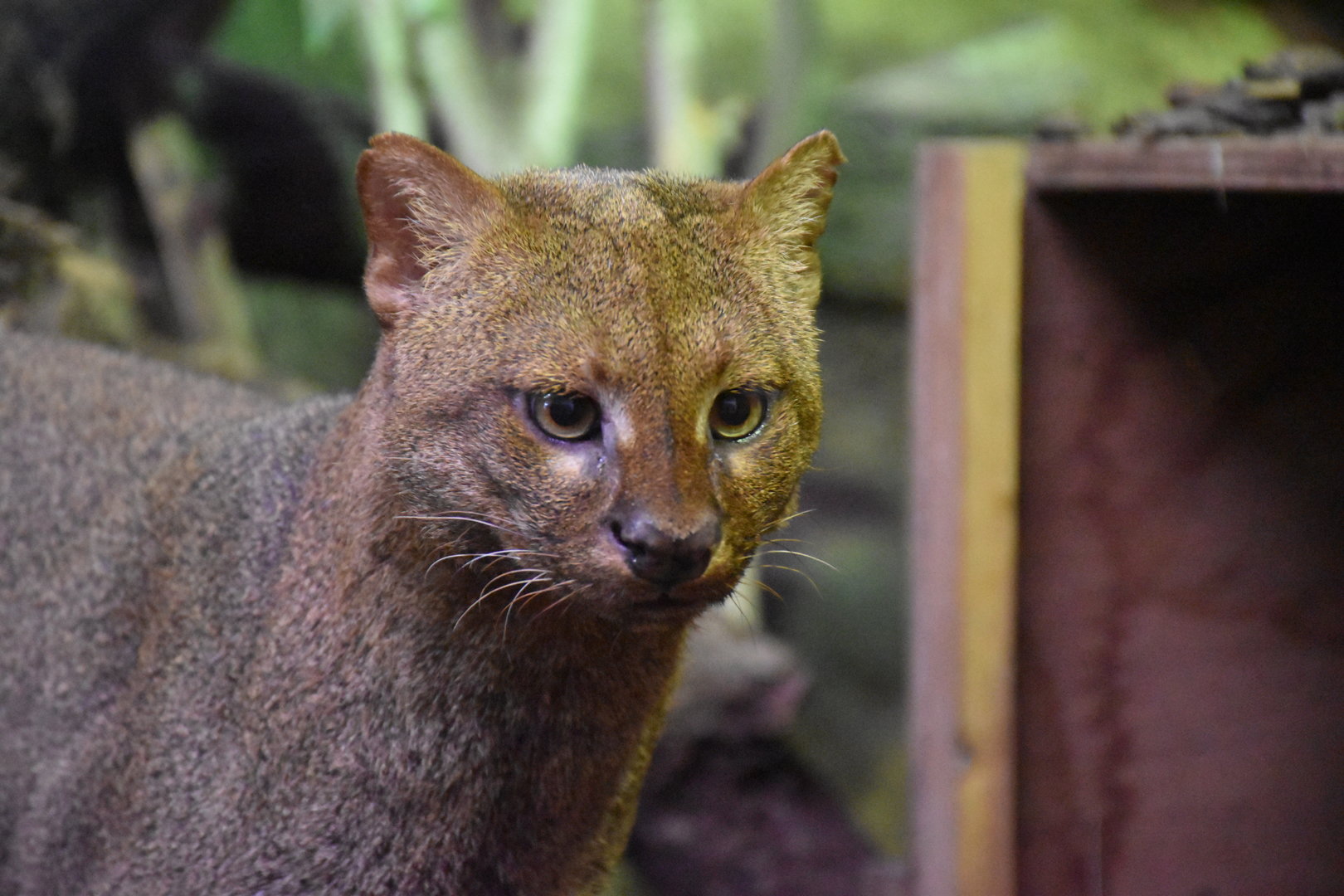 Jaguarundi
