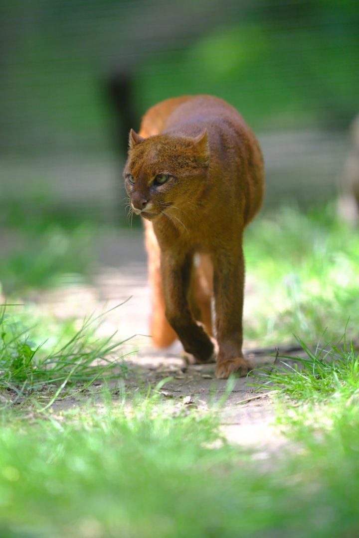 Jaguarundi