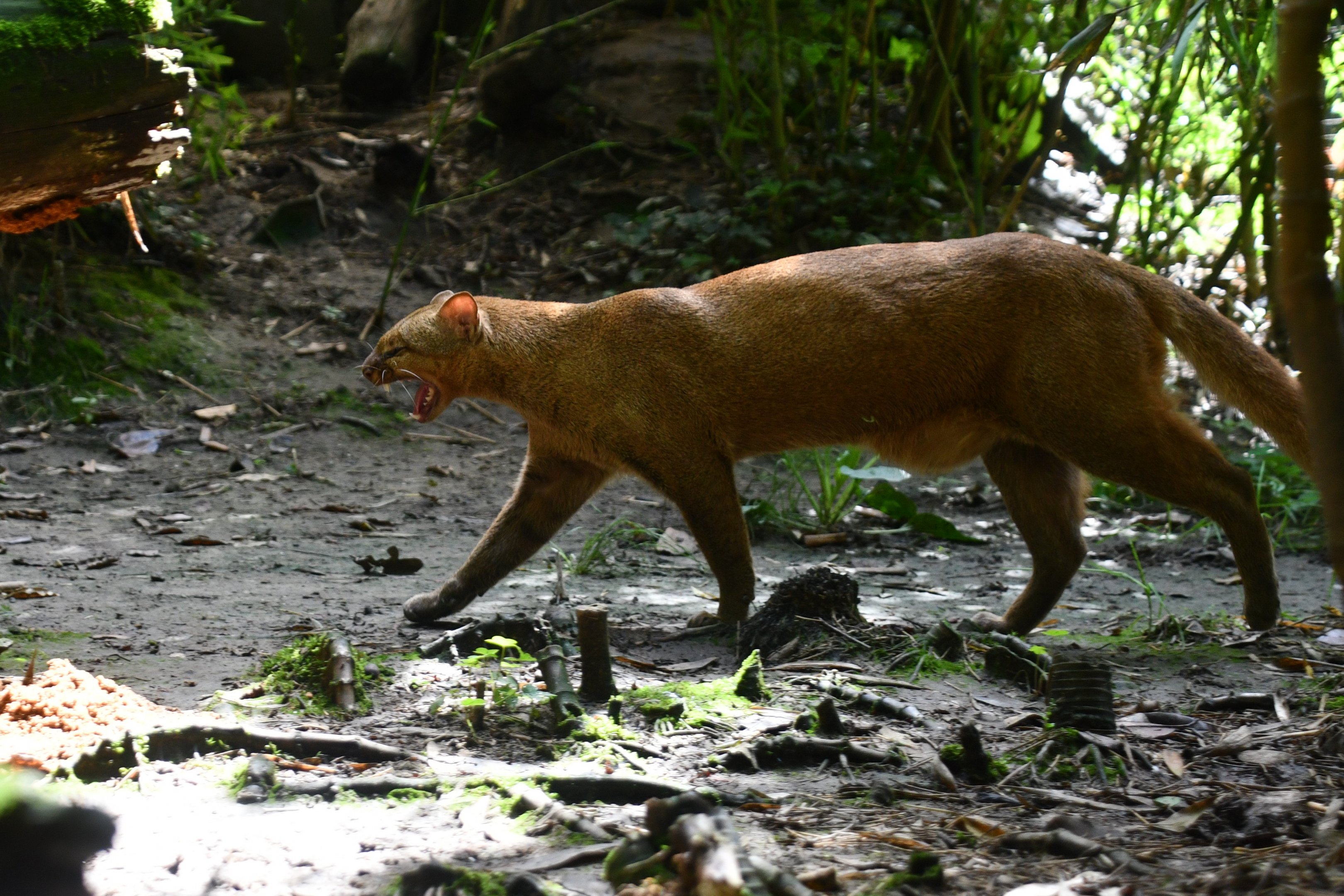 Jaguarundi