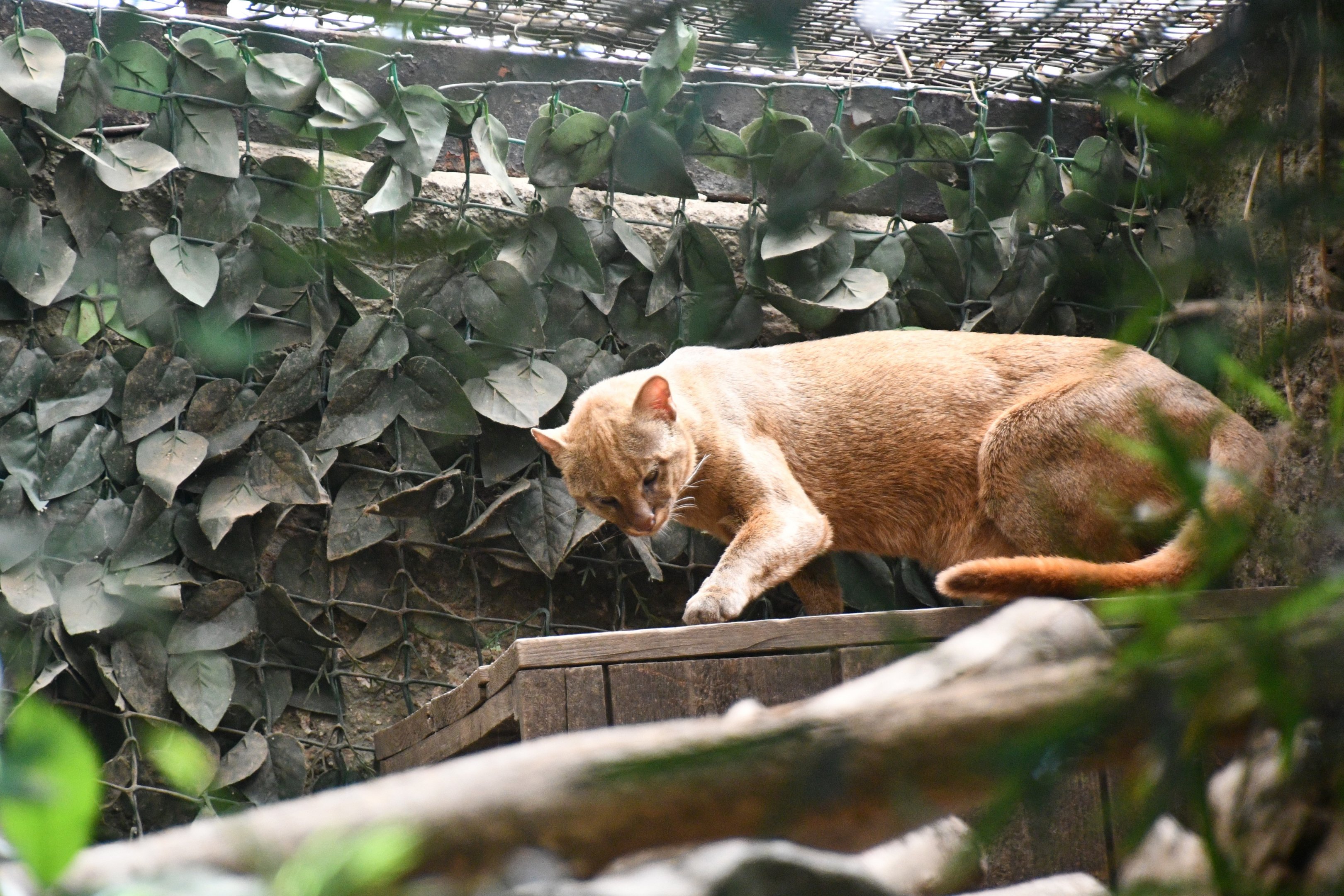 Jaguarundi