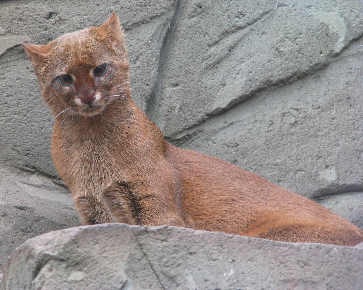 Jaguarundi