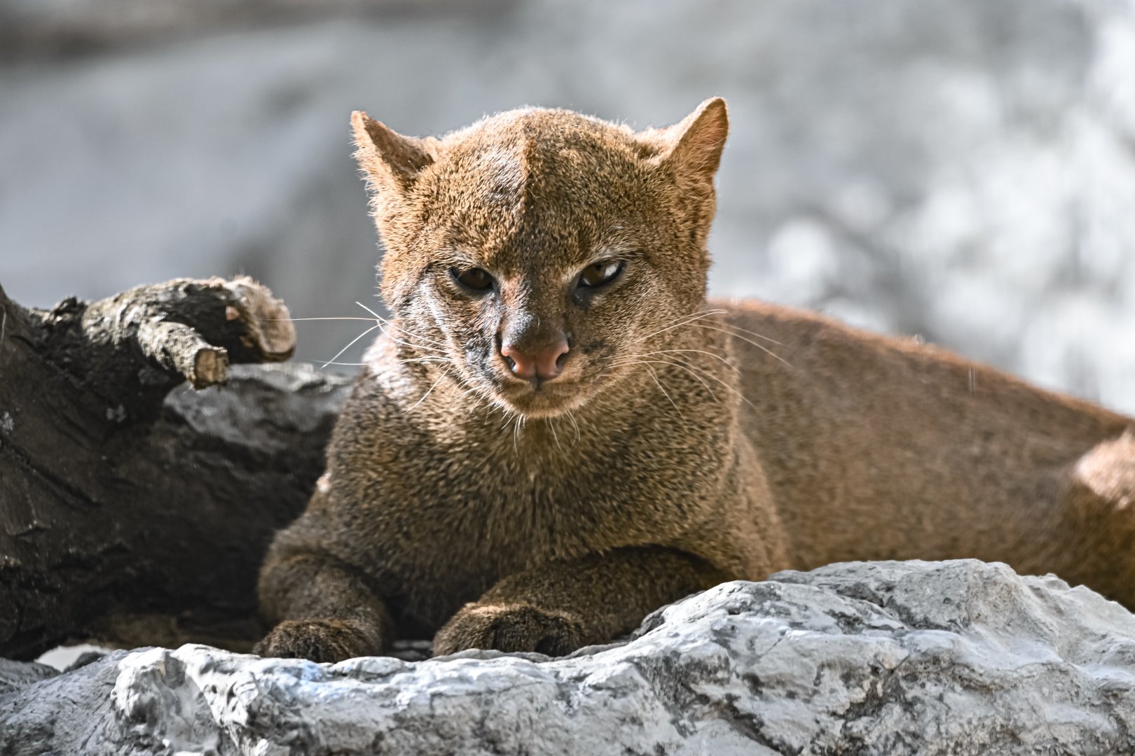 Jaguarundi