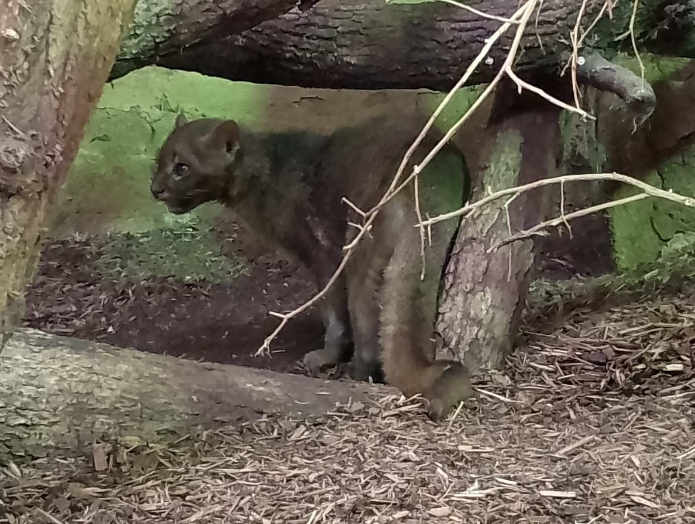 Jaguarundi
