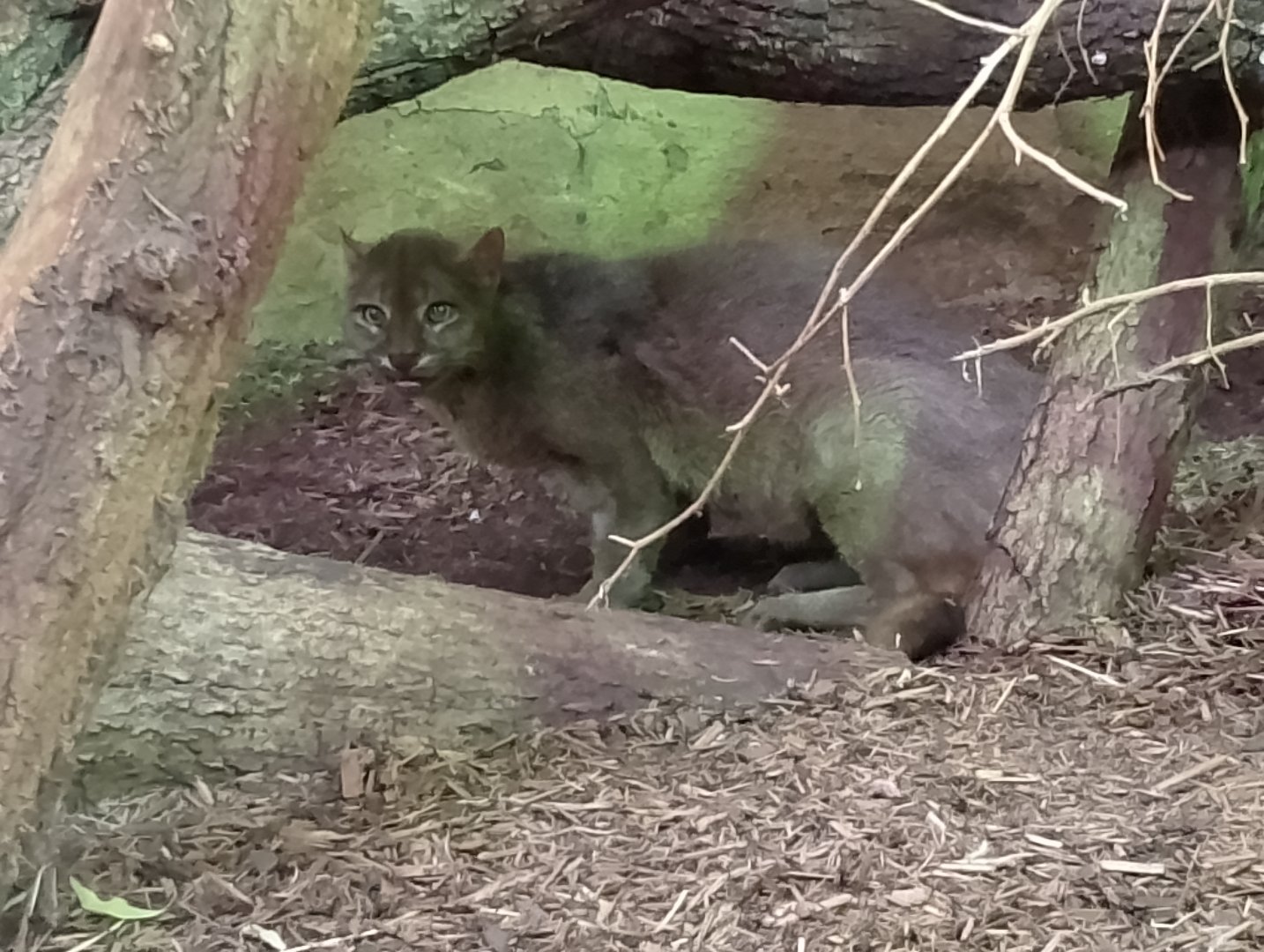 Jaguarundi