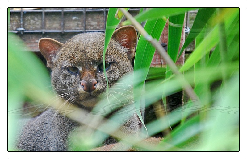 jaguarundi
