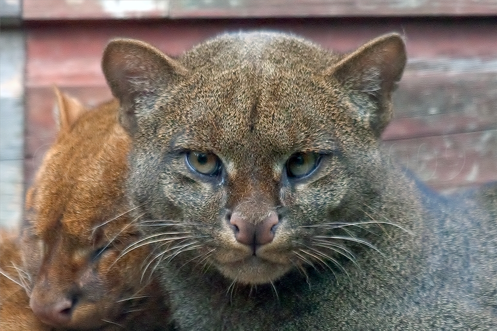 Jaguarundi