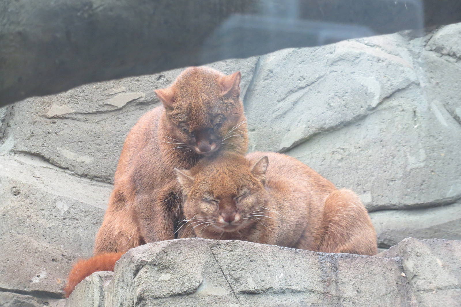 Jaguarundis 10/14