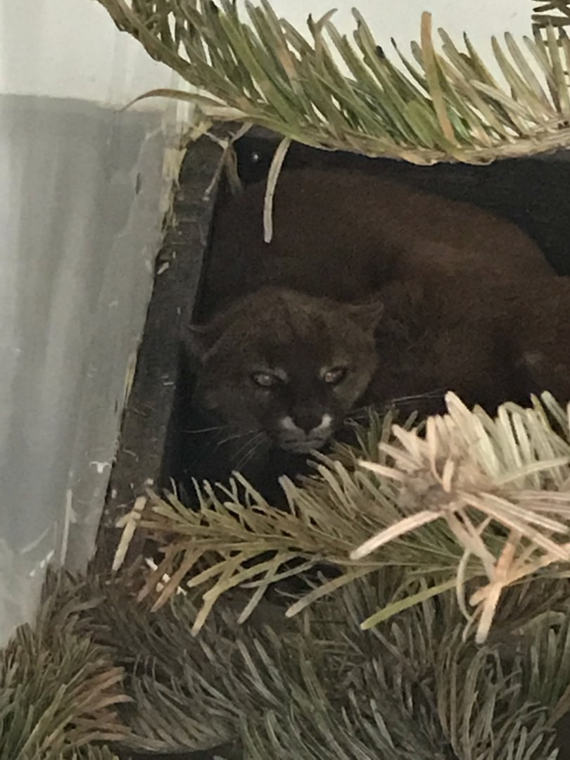 Jaguarundis 280418