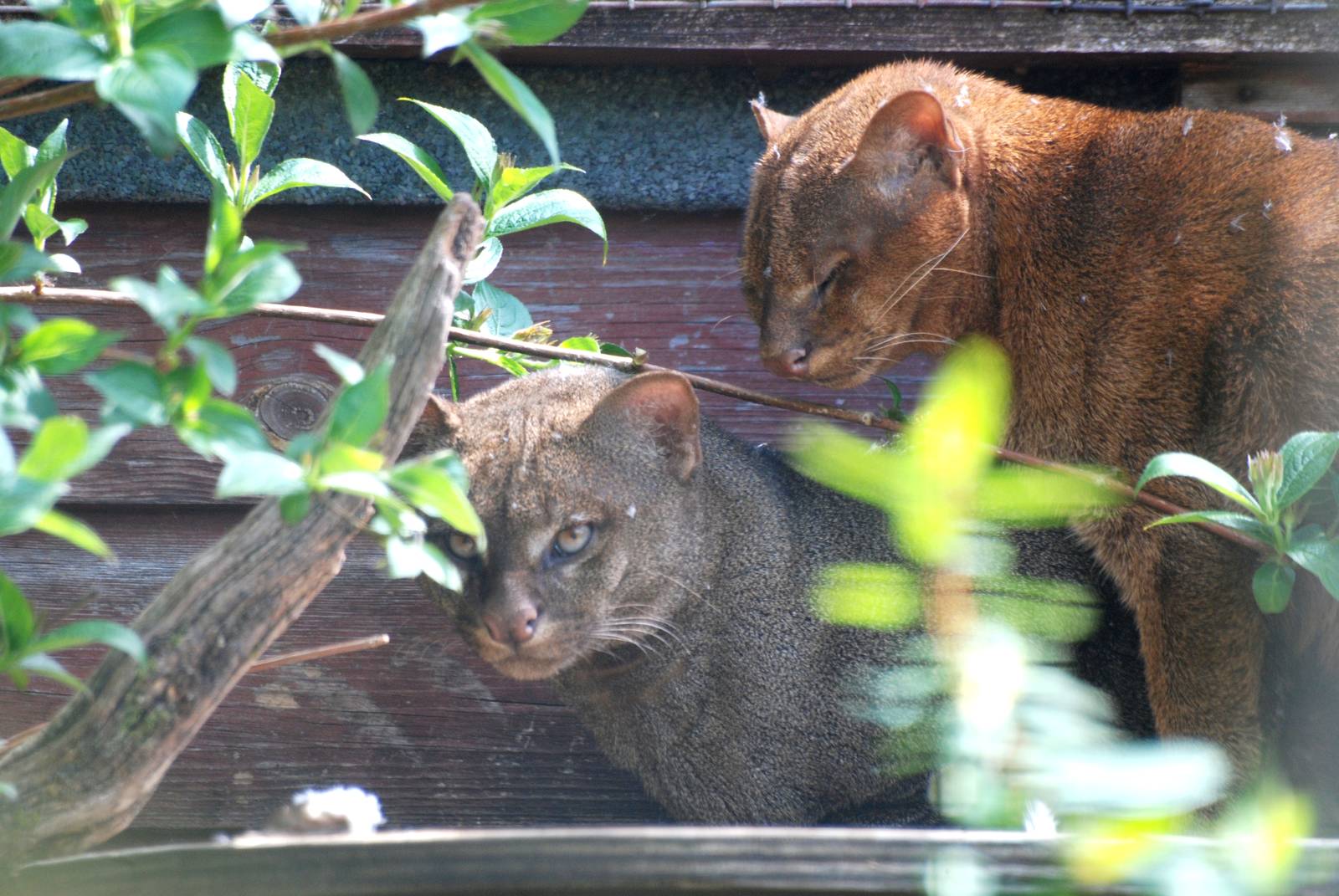Jaguarundis at Cotswold WP, 12/05/12