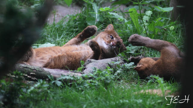 jaguarundis playing