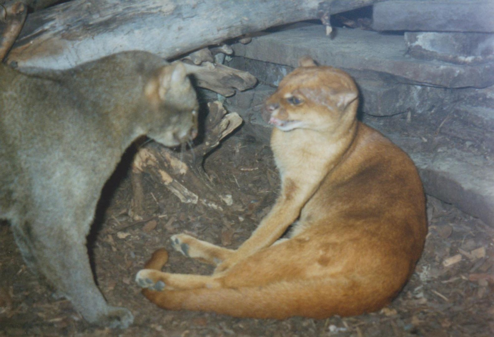 Jaguarundis