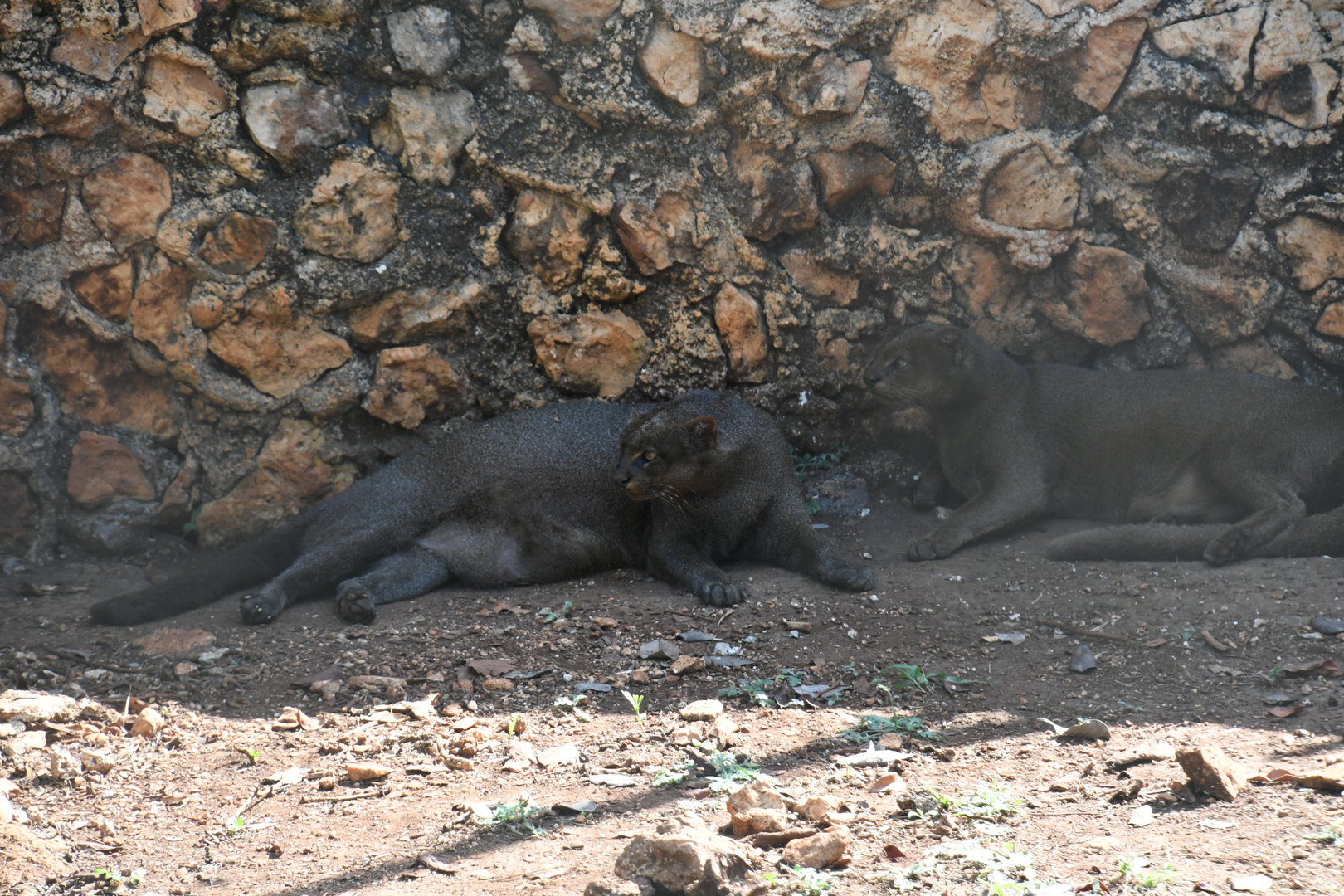 Jaguarundis