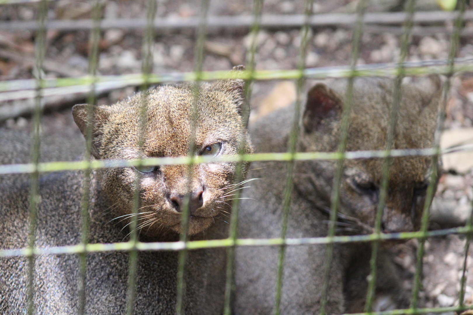 Jaguarundis