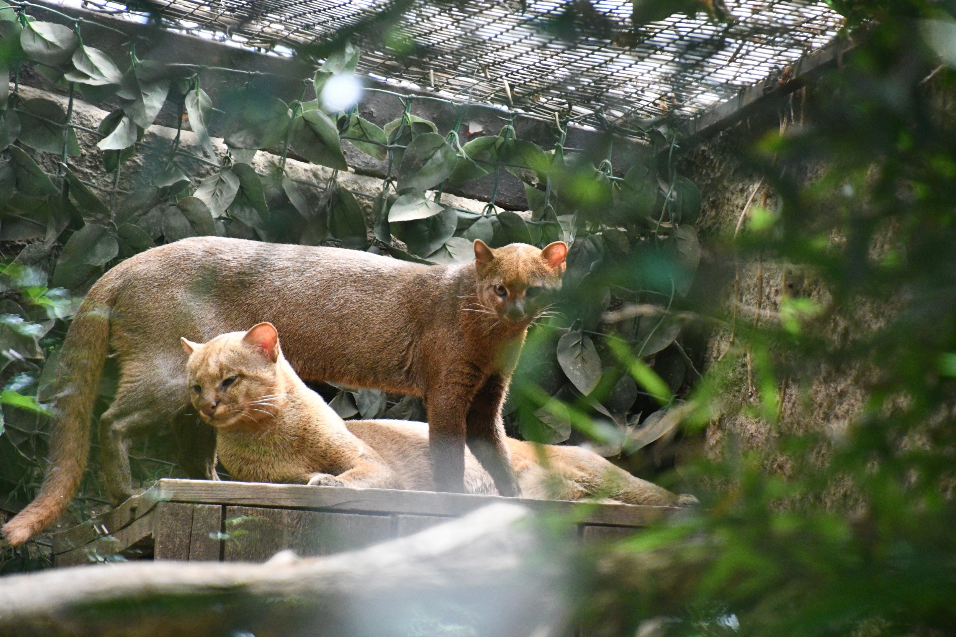 Jaguarundis