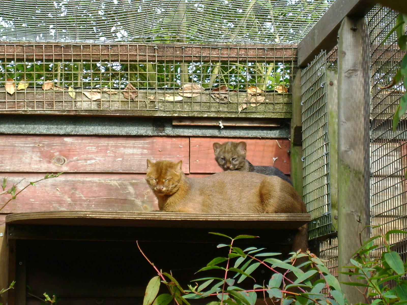 Jagurundi and kitten