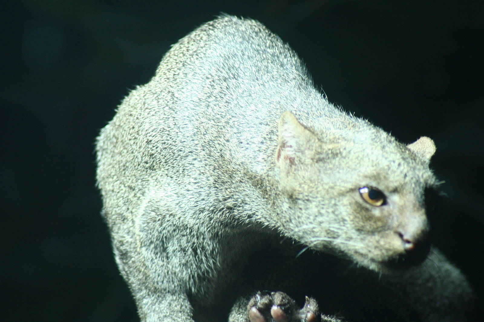 Jagurundi - Berlin -  July 08