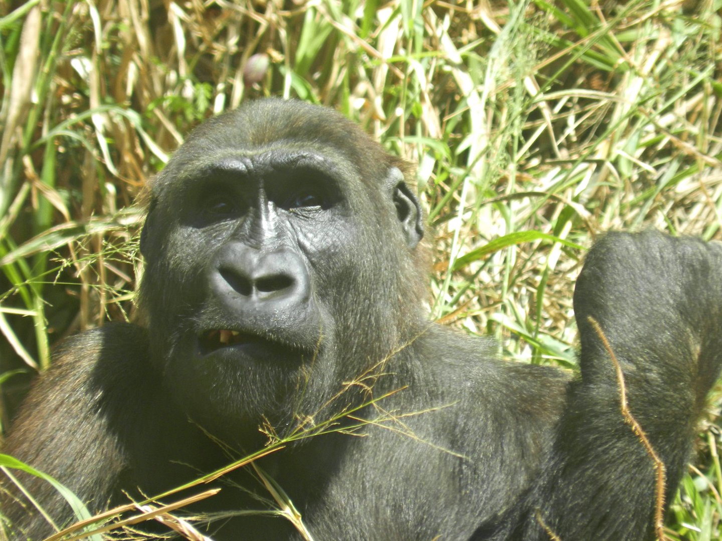 "Jahari" - Belo Horizonte zoo