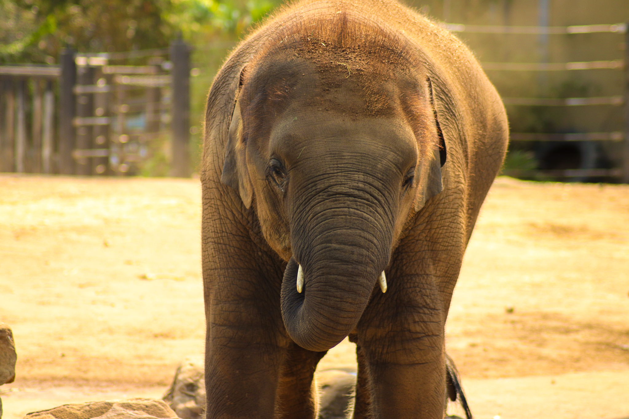 Jai Dee (2017-2020) - Asian Elephant Calf - December 2019