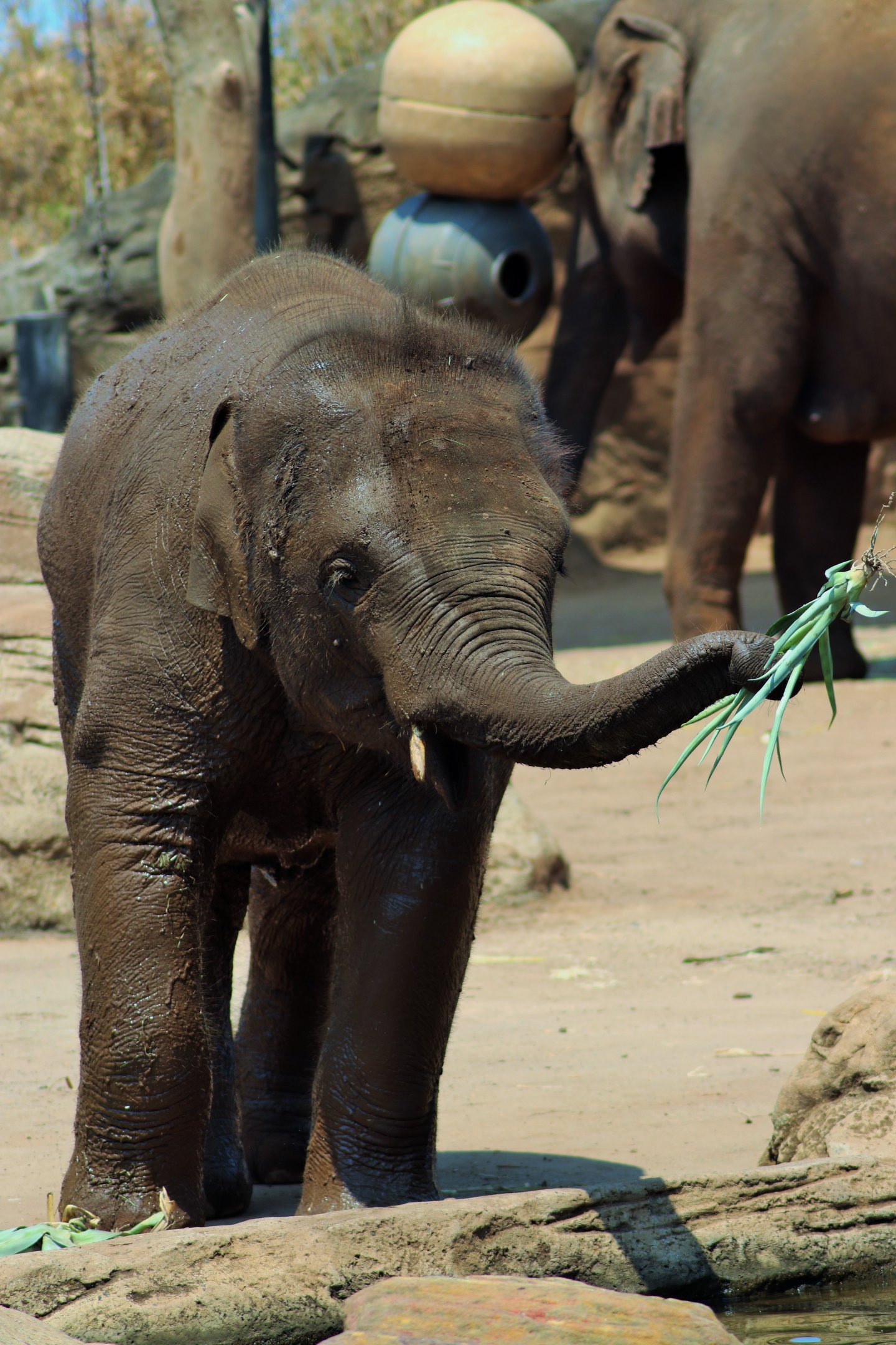 Jai Dee the Asian Elephant Calf (Elephas maximus)
