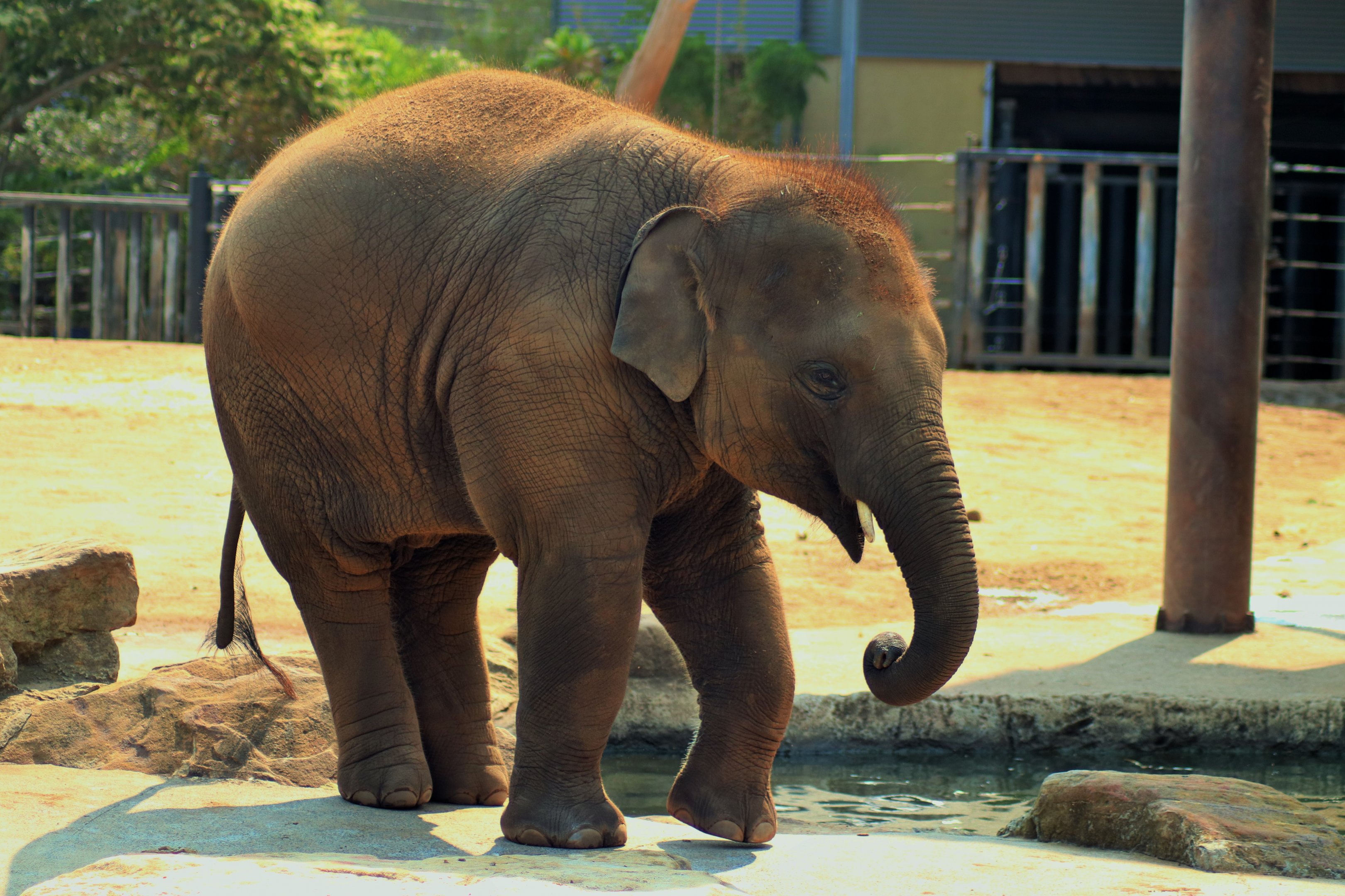 Jai Dee the Asian Elephant Calf (Elephas maximus)