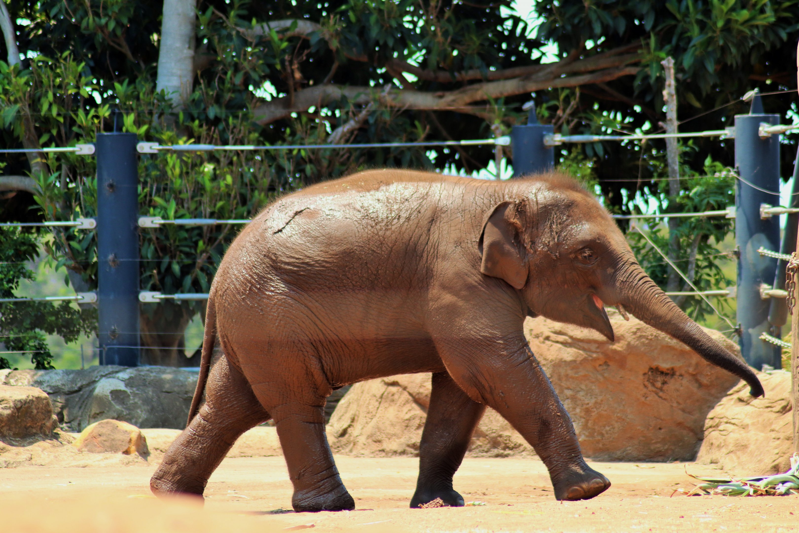 Jai Dee the Asian Elephant Calf (Elephas maximus)