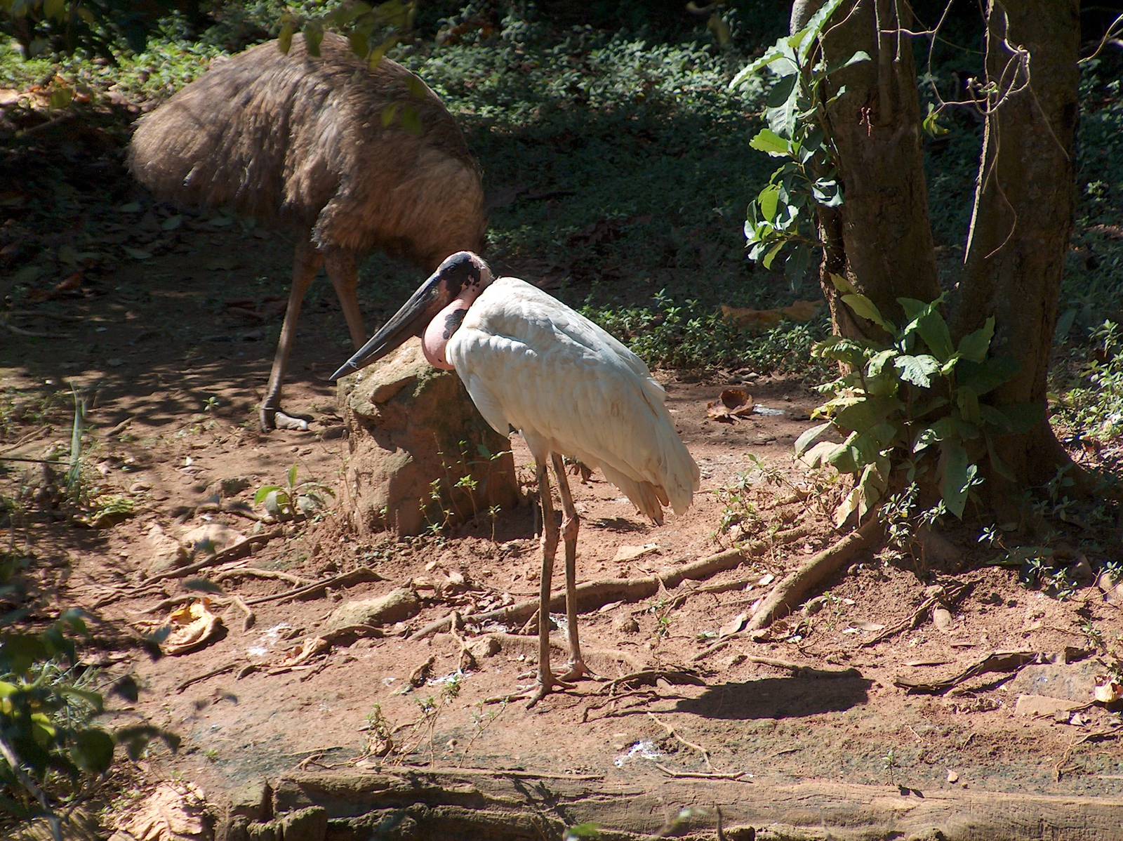 jaibiru stork and emu sao paulo zoo 2009