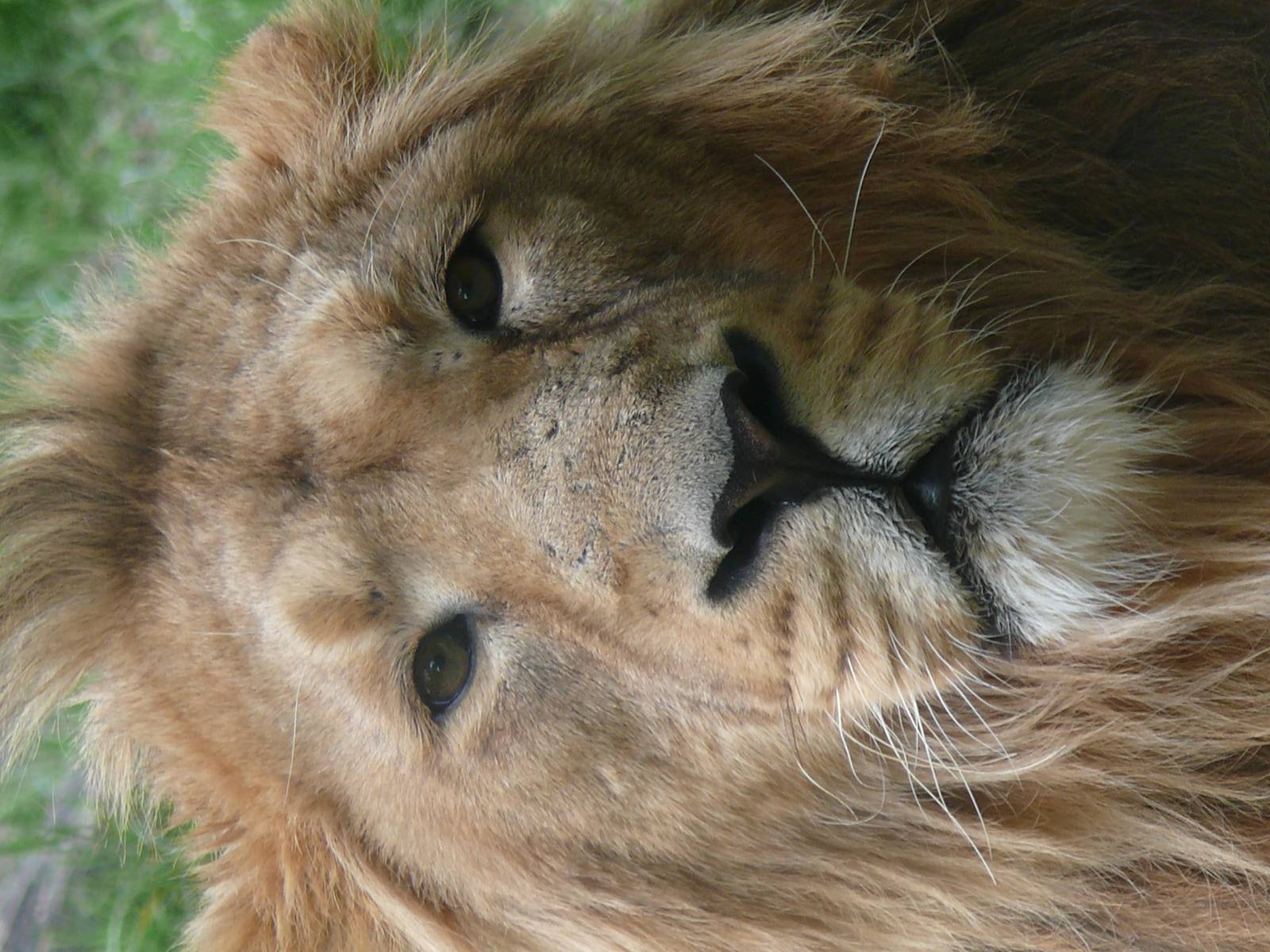 Jaïpur, asian lion (Panthera leo persica)