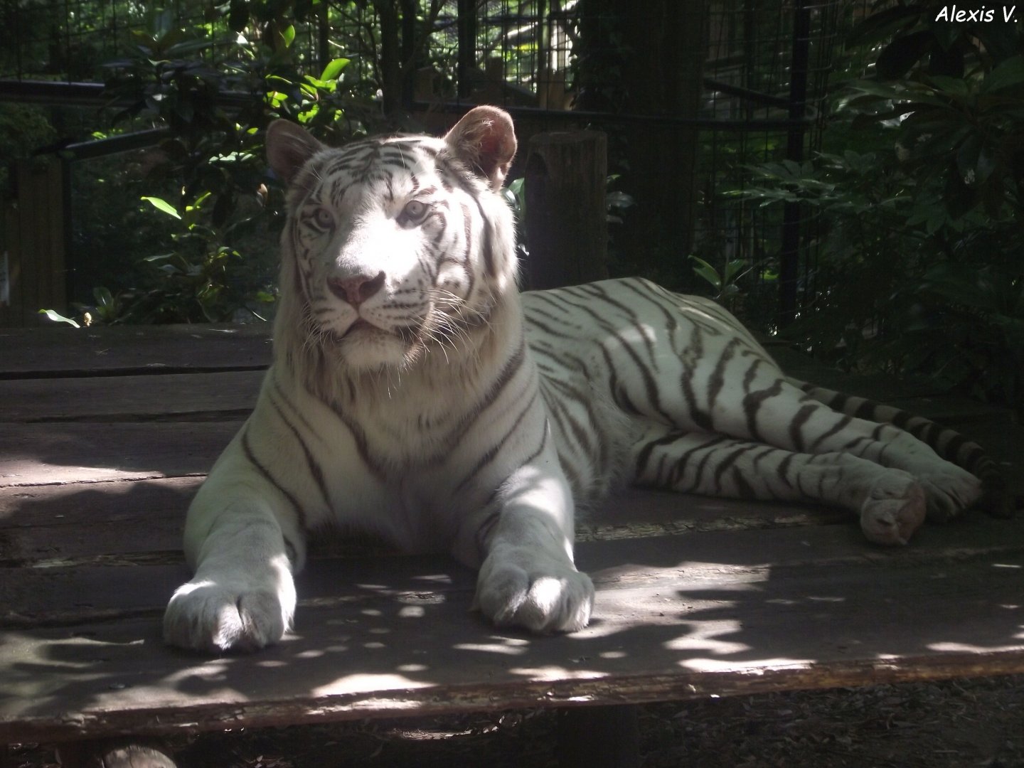 JAIPUR, White Tiger - Zooparc de Beauval, 09/08/2025