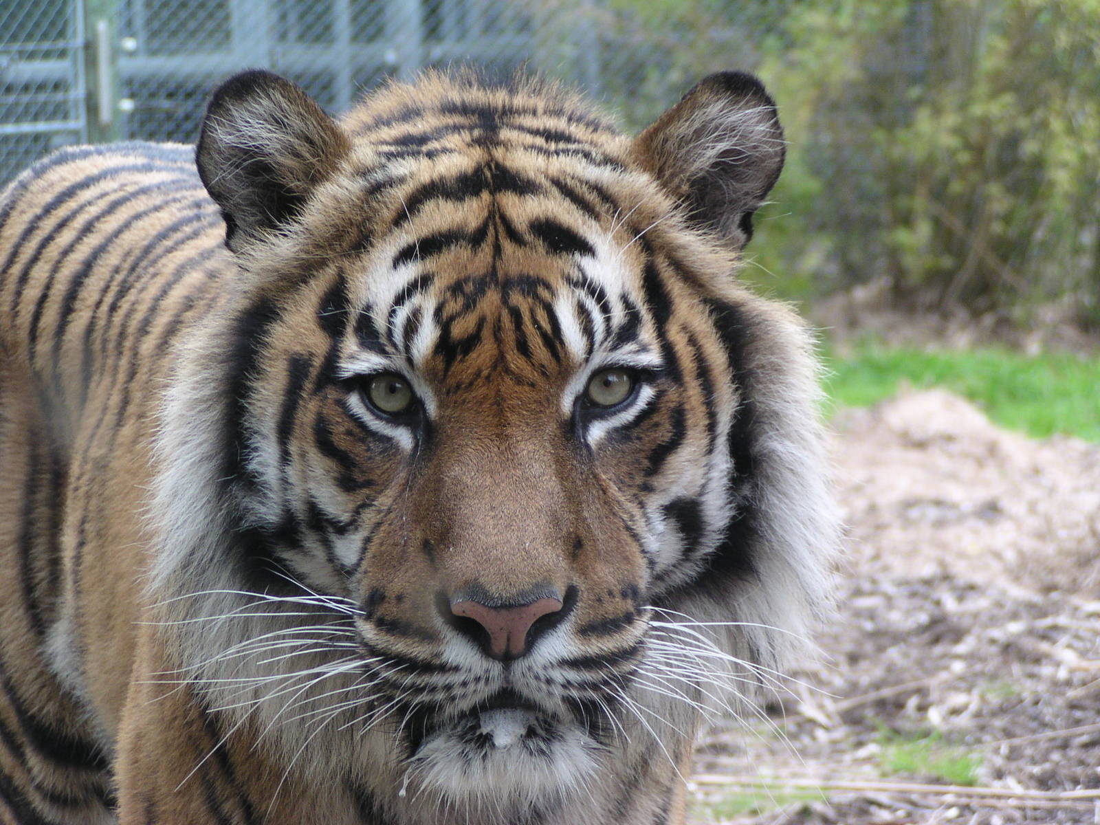 Jaka up by a glass viewer