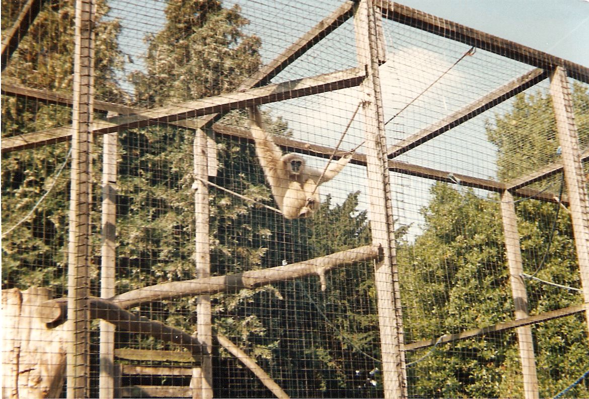 Jake the lar gibbon at Welsh Mountain Zoo, 17 September 1996