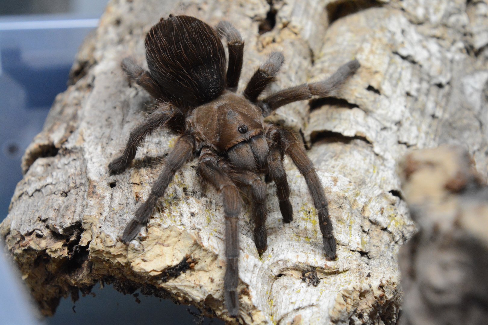 Jalisco tarantula (Aphonopelma sp. 'Jalisco')