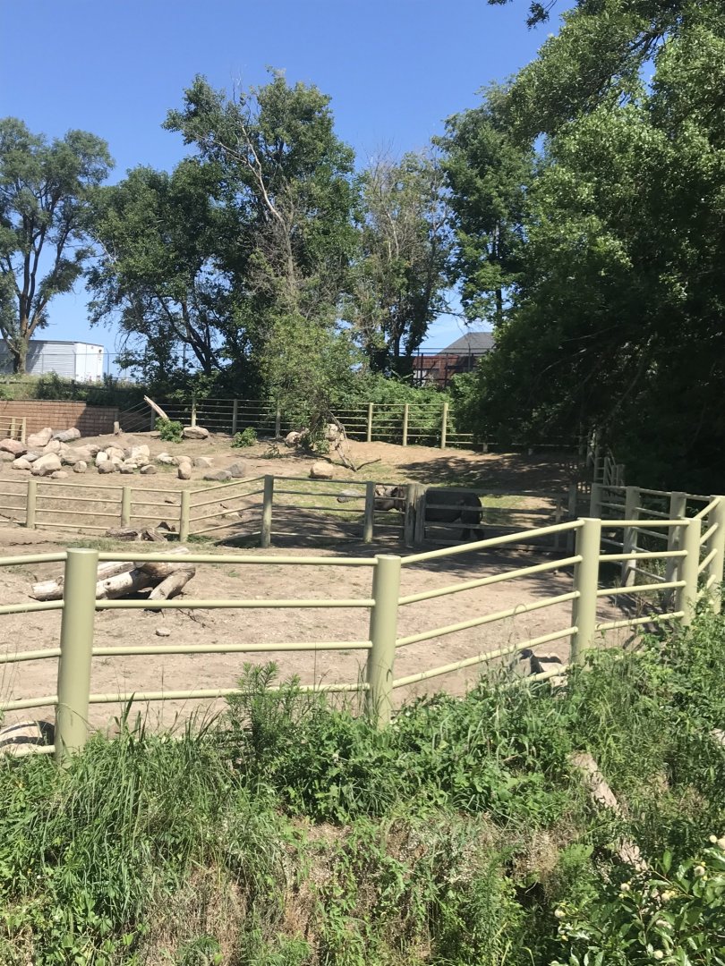 Jamaa kwa Africa black rhino exhibit