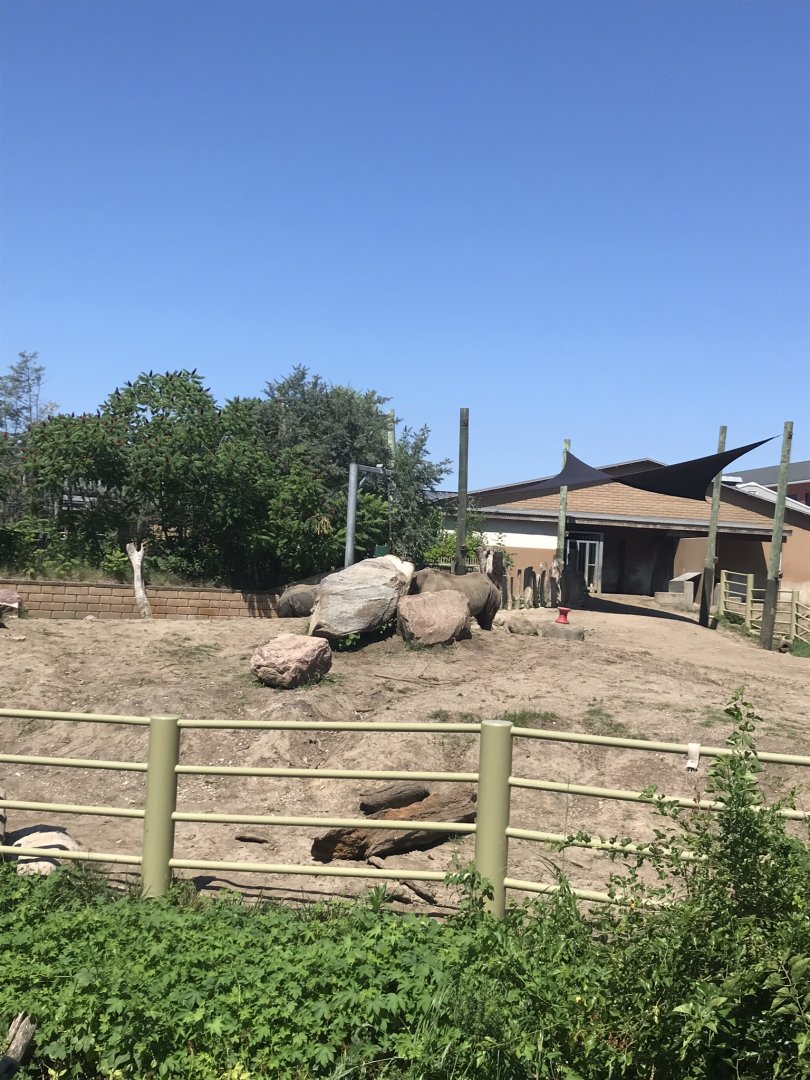 Jamaa kwa Africa black rhino exhibit