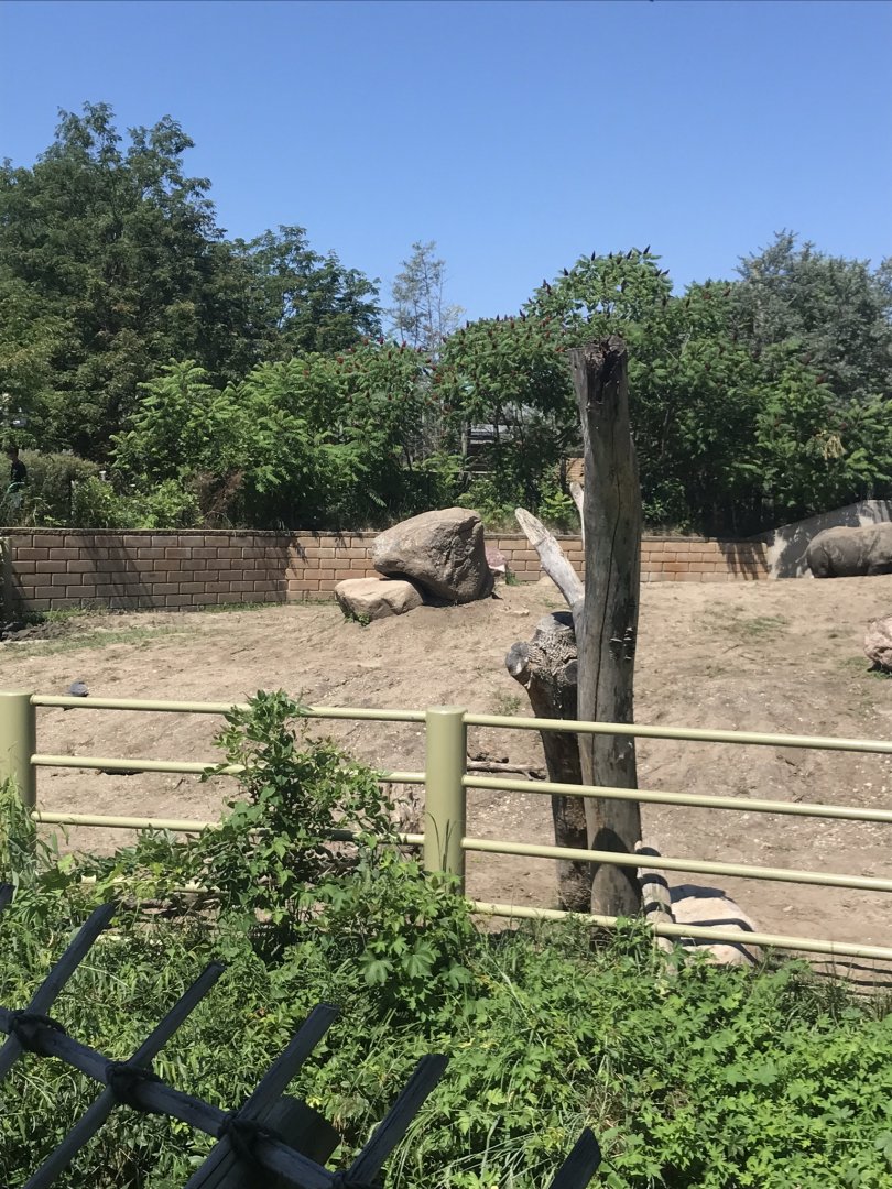 Jamaa kwa Africa black rhino exhibit